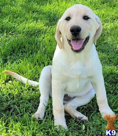 club4paws Picture 2